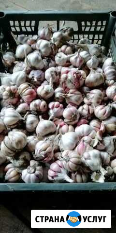 Продукты питания Шадринск - изображение 1