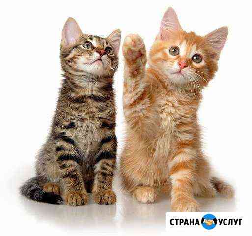 Приму на передержку кошек Сыктывкар