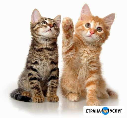 Приму на передержку кошек Сыктывкар - изображение 1