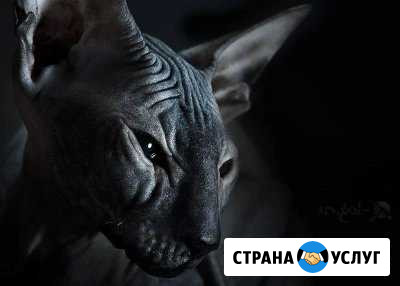 Передержка (кошки/коты) Электросталь - изображение 1