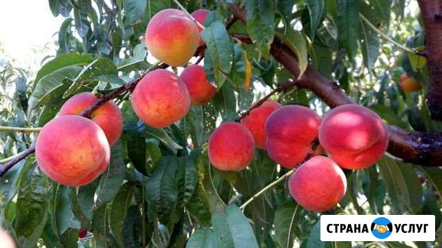 Обрезка,формировка плодовых деревьев и винограда Анапа - изображение 1