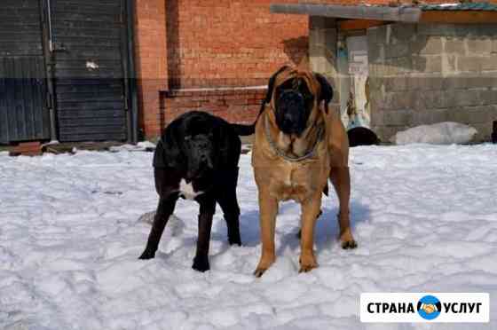 Передержка животных Красноярск