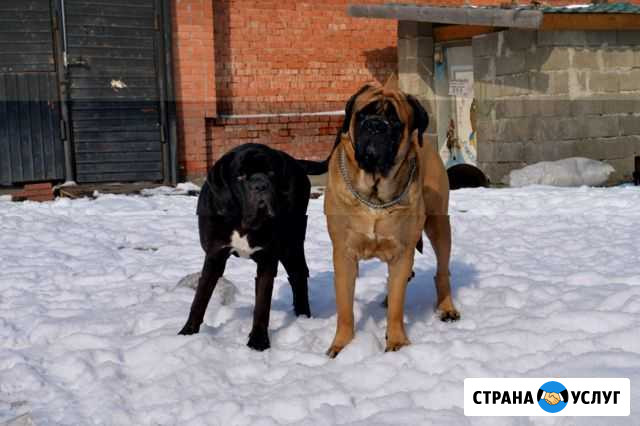 Передержка животных Красноярск - изображение 1
