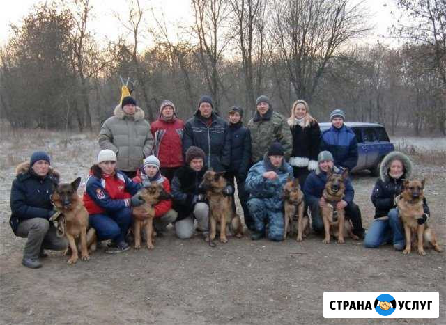 Дрессировка собак в Брянске и области Брянск - изображение 1