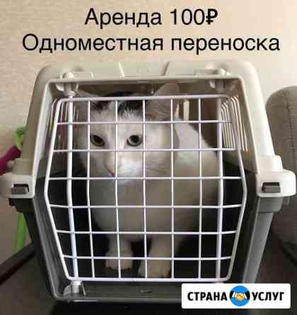 Аренда переноск Магнитогорск