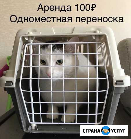 Аренда переноск Магнитогорск - изображение 1