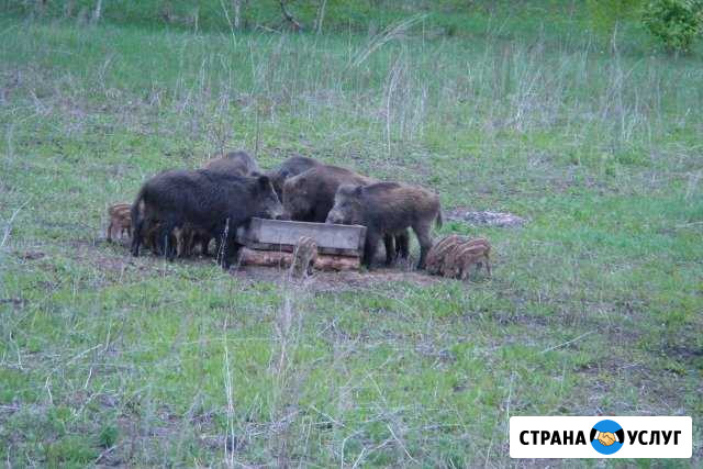 Охота на лося, косулю и кабана Майна - изображение 1