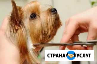 Стрижка собак и кошек любых пород Воркута - изображение 1