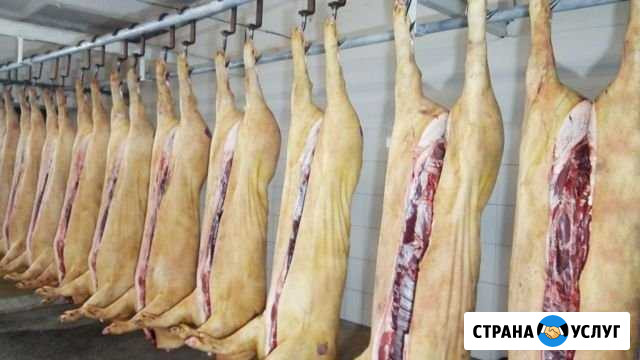 Свинина оптом Коломна - изображение 1