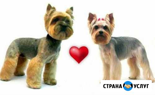 Инструктор по вязкам Брянск - изображение 1