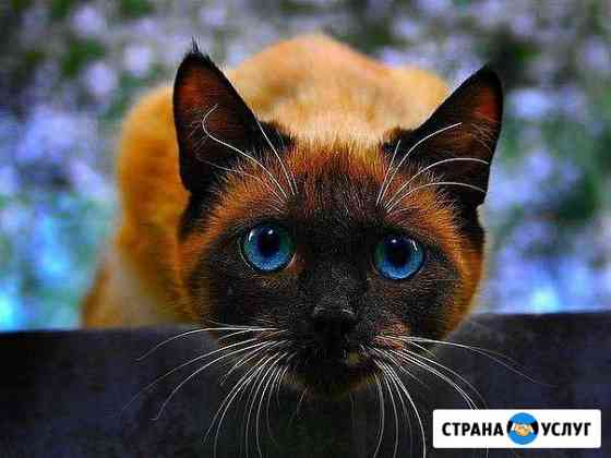 Передержка животных Калининград