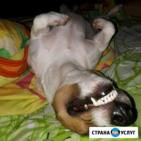 Случка Джек Рассел терьер Каневская - изображение 1