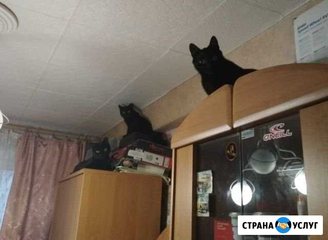 Передержка котов и кошек Колпино - изображение 1