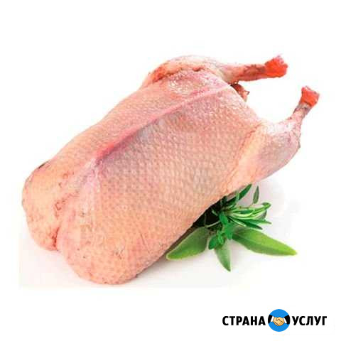 Продам мясо утки и гуся Колосовка - изображение 1