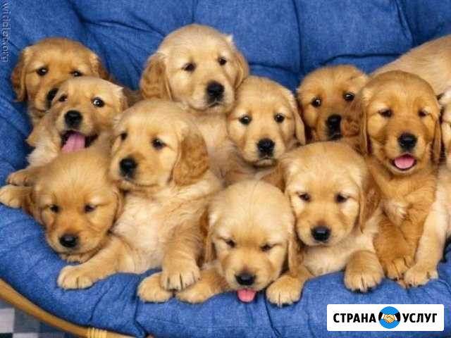 Передержка собак,кошек и т.д Москва - изображение 1