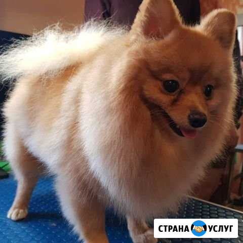 Груминг собак Мирное - изображение 1