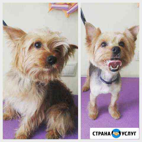 Стрижка кошек и собак разных пород Красноярск