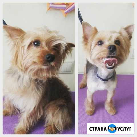 Стрижка кошек и собак разных пород Красноярск - изображение 1