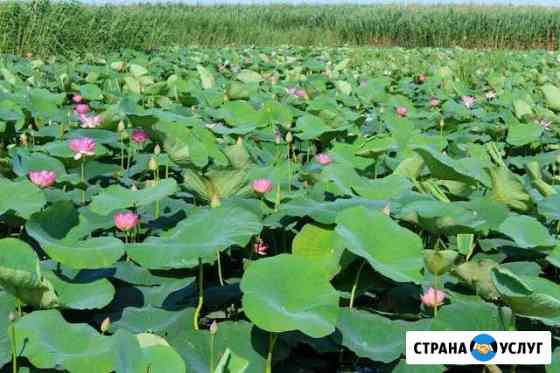 Рыбалка в низовьях Астрахани Оранжереи