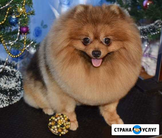 Груминг. Стрижка собак и кошек Дмитров - изображение 1