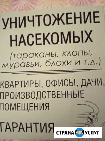 Уничтожение тараканов, клопов, любых насекомых Дзержинский - изображение 1