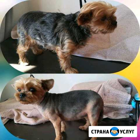 Услуги грумера/Стрижка животных Ногинск - изображение 1