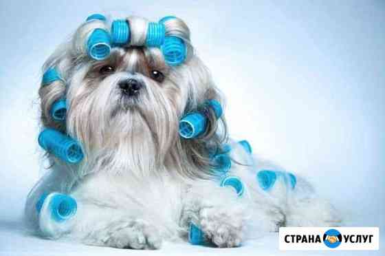Груминг Пенза