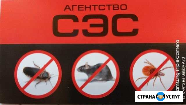 Дезинсекция и Дератизация Иваново - изображение 1