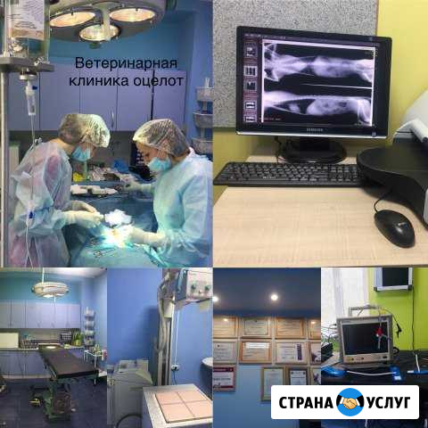 Ветеринарный центр в д.Островцы, п.Октябрьский Москва - изображение 1