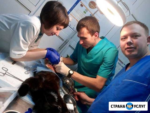 Ветеринарный врач Вызов вет.врача на дом Смоленск - изображение 1