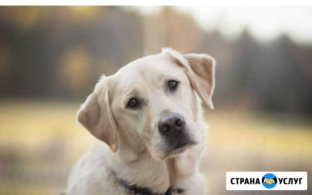 Выгул собак Нижний Тагил - изображение 1