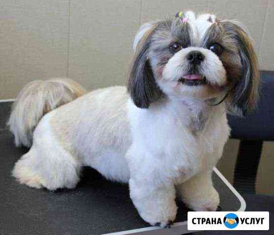 Стрижка собак и кошек. Прием на дому. Выезд Нижний Новгород