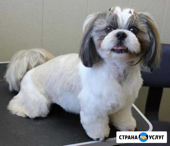 Стрижка собак и кошек. Прием на дому. Выезд Нижний Новгород - изображение 1