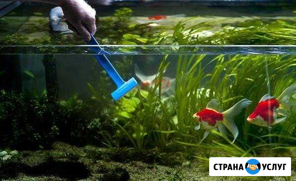 Обслуживание аквариумов, чистка аквариумов Москва - изображение 1