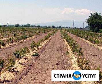 Плантации голубики под ключ Сергиев Посад - изображение 1