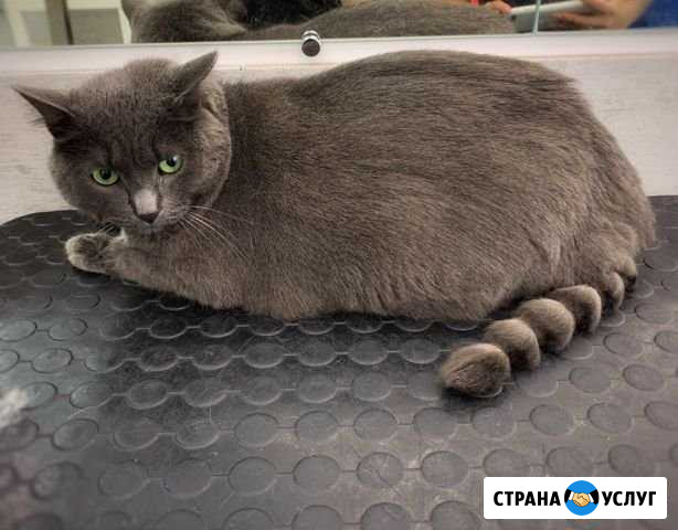 Стрижка собак маленьких и средних пород, кошки Верхняя Пышма - изображение 1