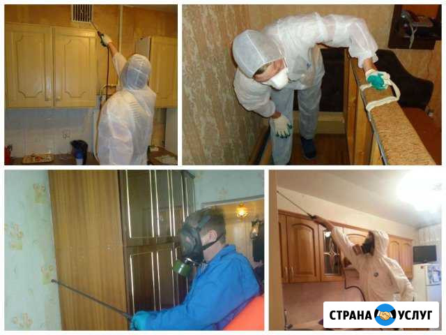 Уничтожения насекомых и грызунов Ижевск - изображение 1