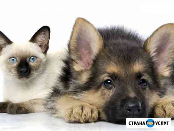 Передержка домашних животных Нижний Новгород