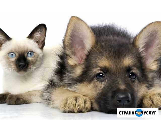 Передержка домашних животных Нижний Новгород - изображение 1