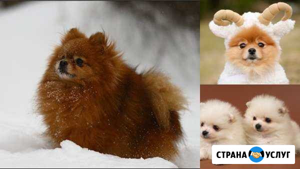 Зоогостиница Киржач - изображение 1