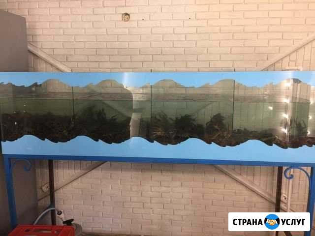 Живая рыба и раки Тольятти - изображение 1