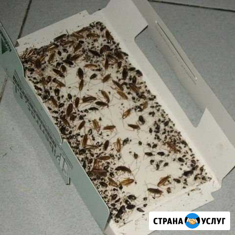 Уничтожение клопов, уничтожение тараканов Одинцово - изображение 1