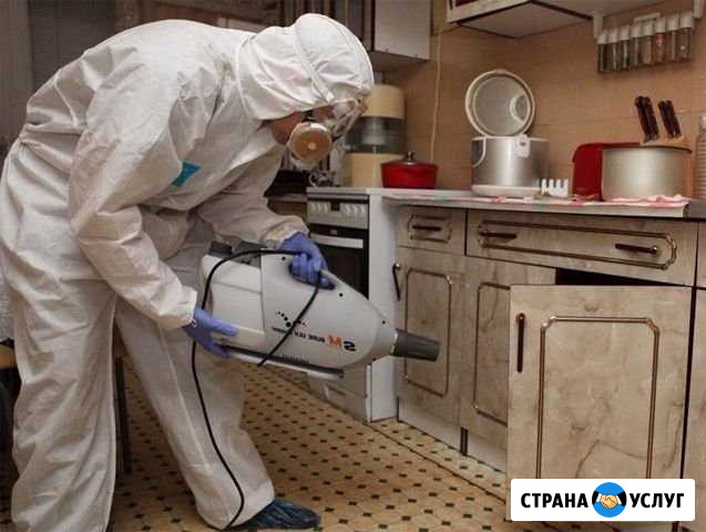 Уничтожение клопов,тараканов Архангельск - изображение 1