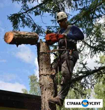 Спил деревьев Вершина Теи