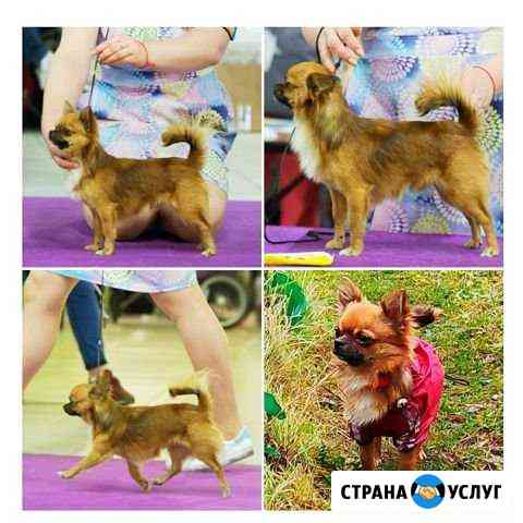 Вязка чихуахуа Москва
