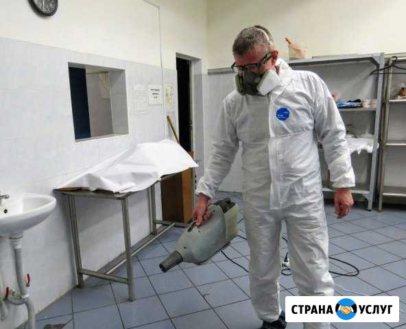Уничтожение клопов, тараканов, блох, клещей Прокопьевск - изображение 1
