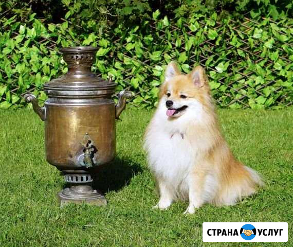 Стрижка шпица от грумера-породника Санкт-Петербург - изображение 1