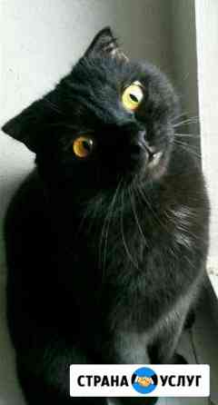 Кастрация котов,стерилизация кошек Нижний Новгород
