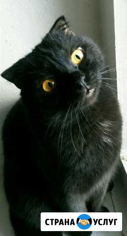 Кастрация котов,стерилизация кошек Нижний Новгород - изображение 1