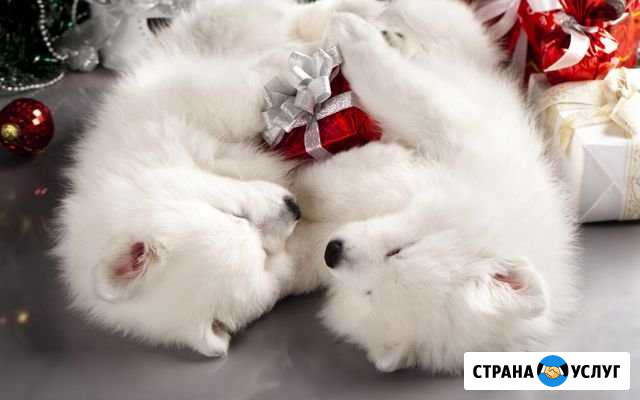 Самоед для фотосессий Набережные Челны - изображение 1